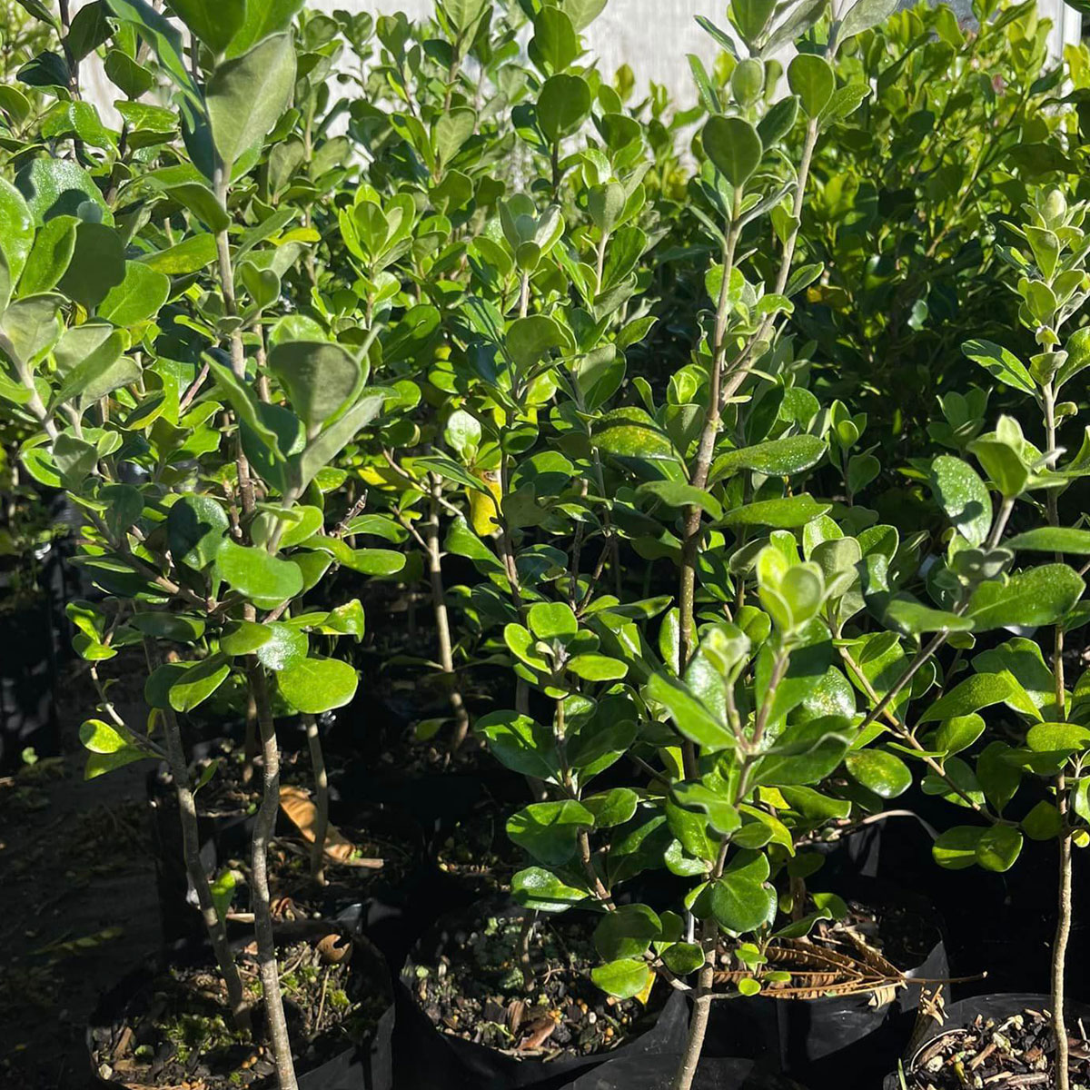 Bream-Bay-Greenworld-Hedging-Category-Image